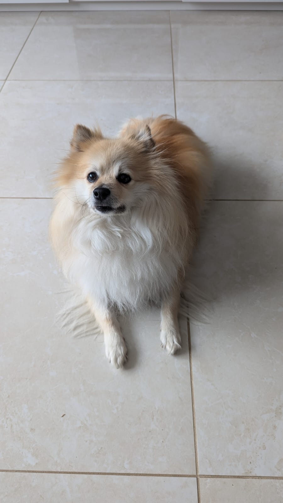 Max the Pomeranian